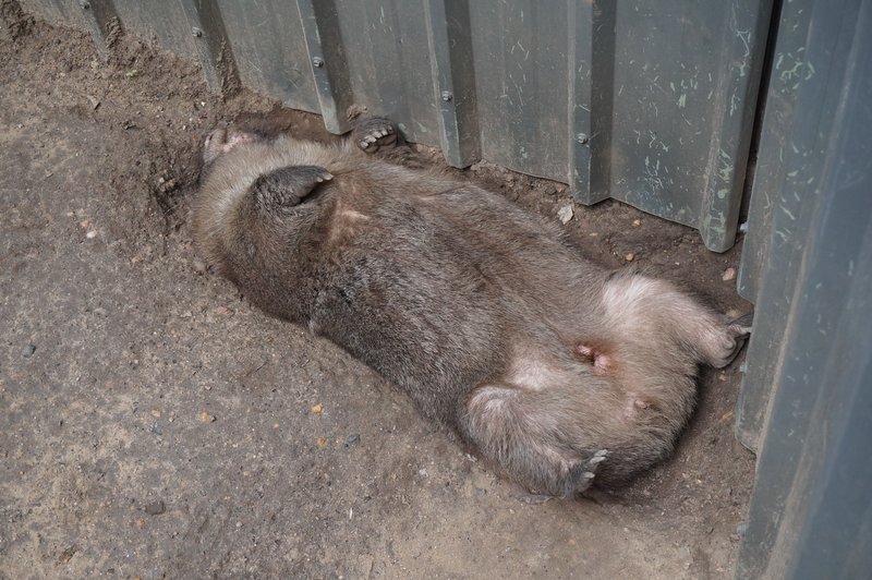 wombat