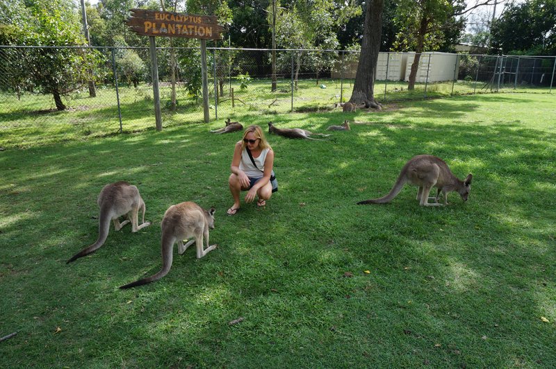 kangaroos