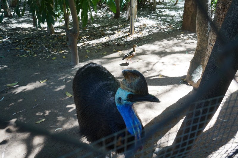 cassowary