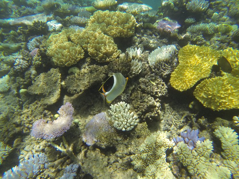 great barrier reef 5