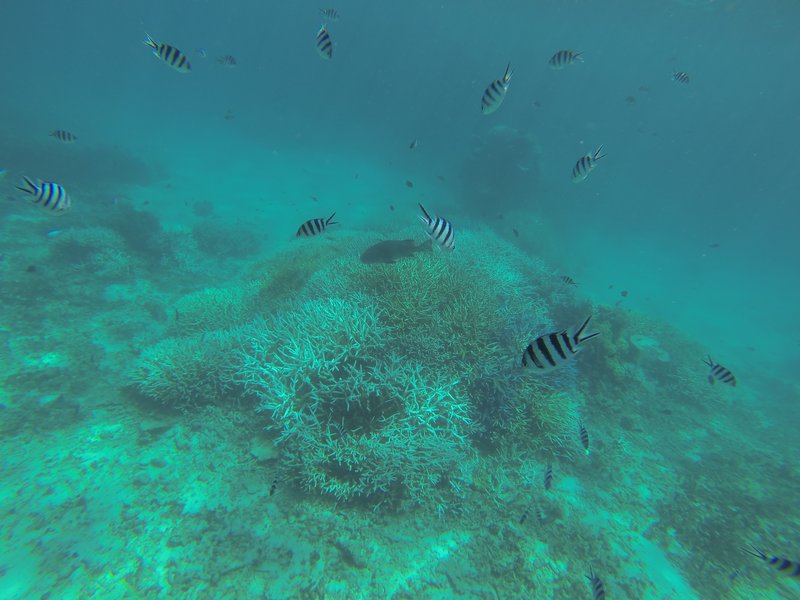 great barrier reef 4