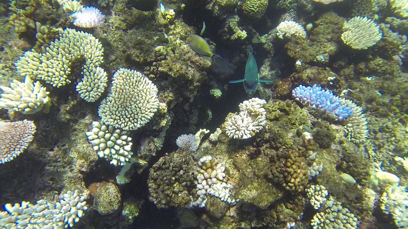 great barrier reef 2