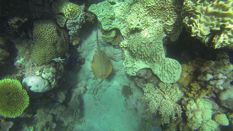 great barrier reef 1