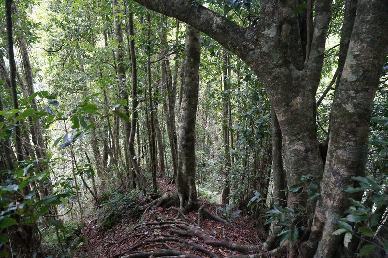 trek rarotonga cook island