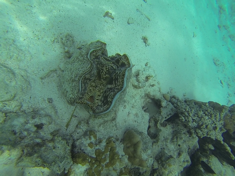 snorkeling rarotonga cook island
