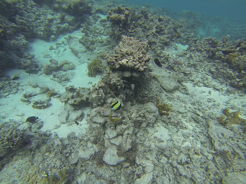 snorkeling rarotonga cook island