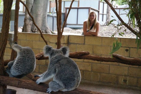Koala sanctuary, Brisbane